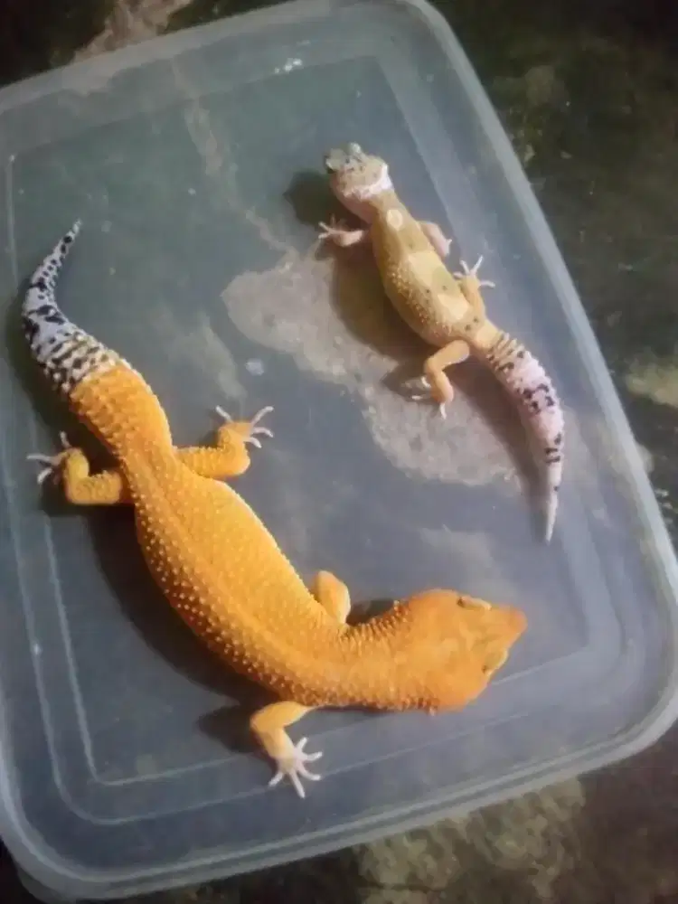 Gecko leopard dewasa