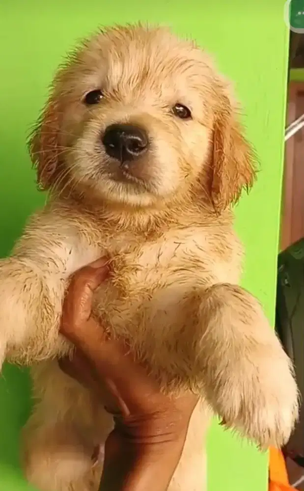 Golden retriever big bon no stambum