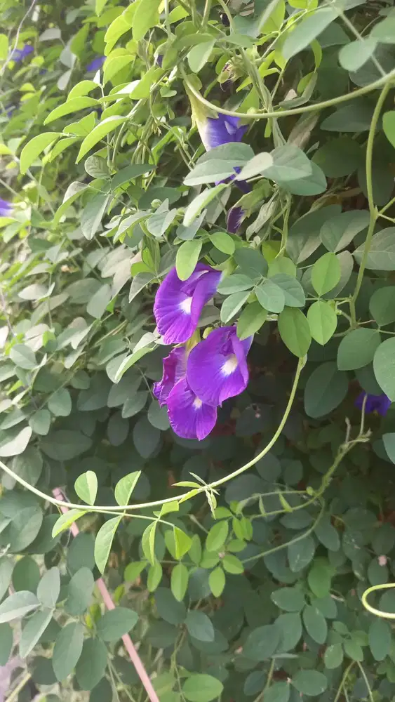 Dicari art momong untuk daerah Pekayon, Bekasi