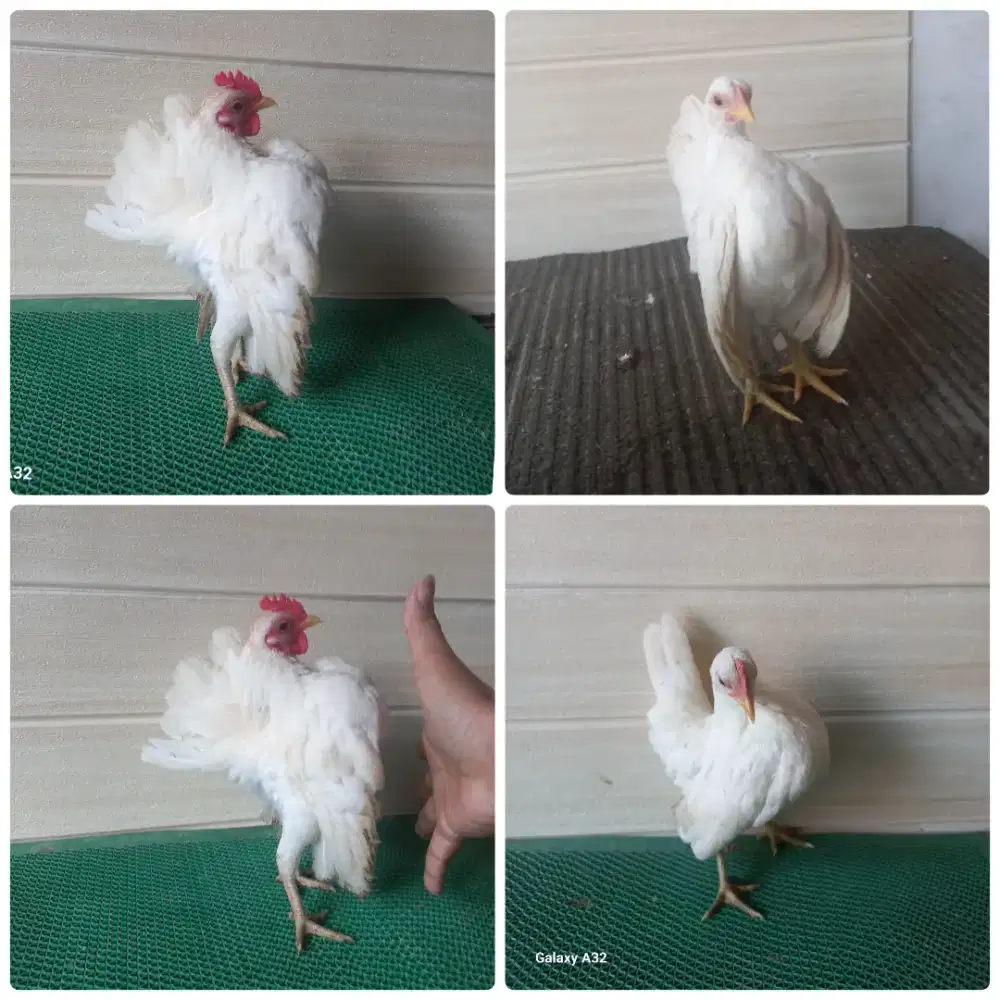 Serama putih sepasang