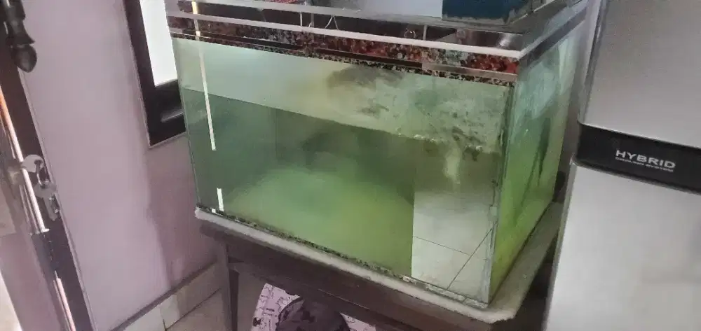 Jual aquarium + mesin + ikan blackghost