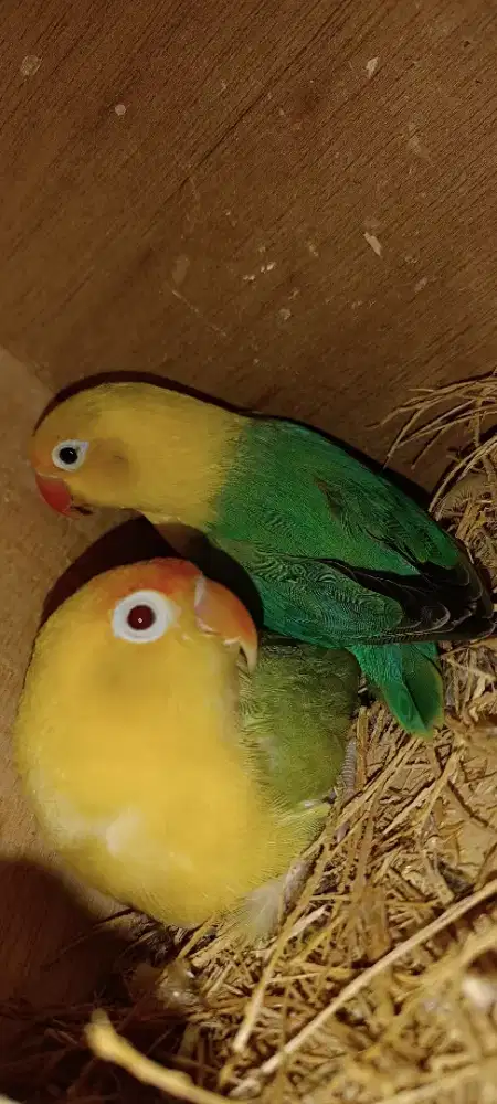 Indukan LB fallow proven