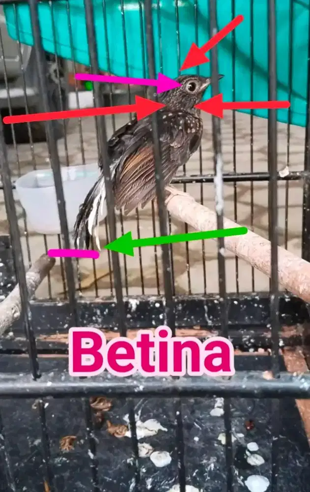 MURAI BUKAN GEMBLING BUKAN PREDIKSI