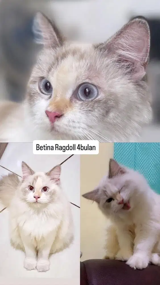 Kitten betina ragdoll