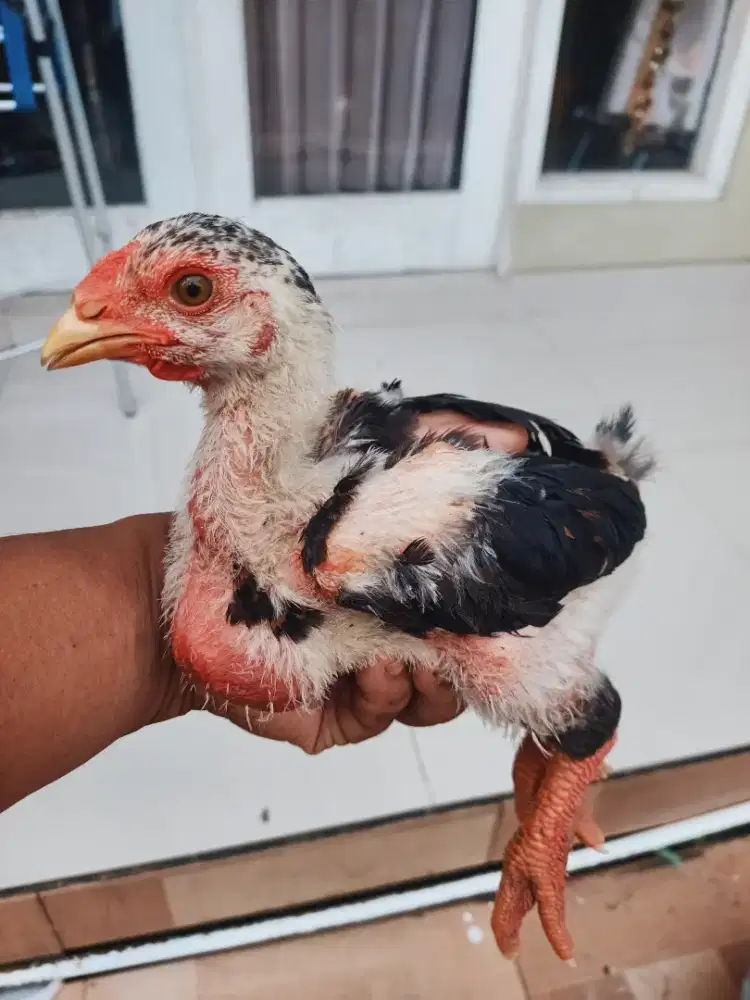 ayam dong tao atau kaki gajah sepasang