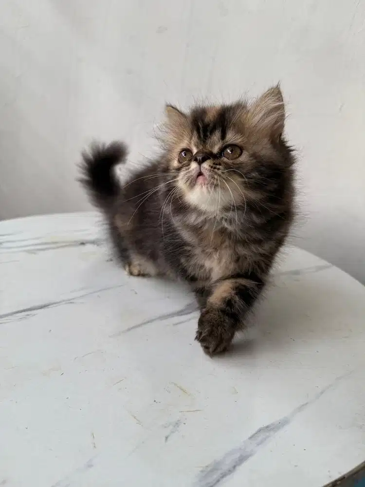 kucing persia calico betina peaknose