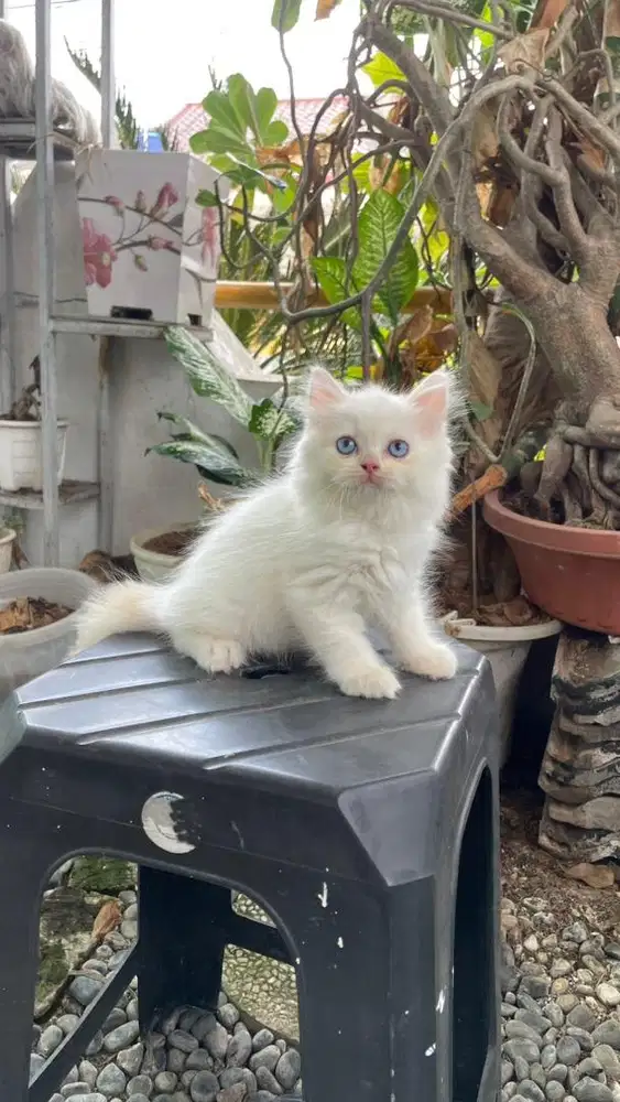 Kucing himalaya betina