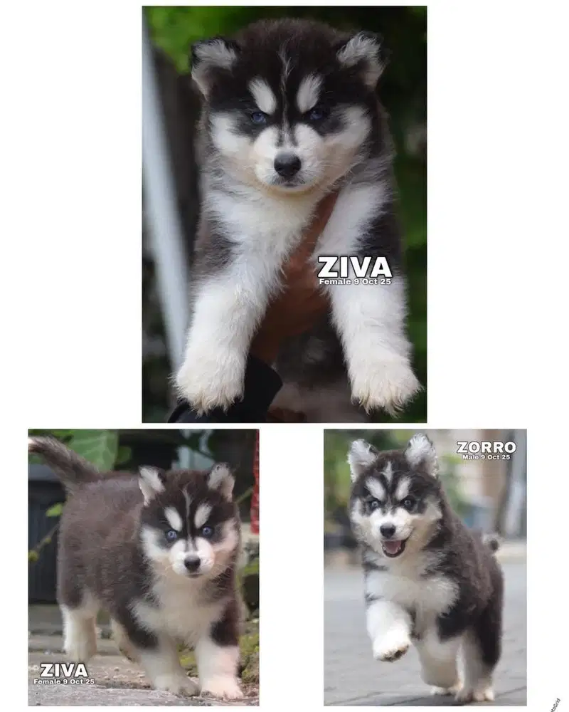 Siberian husky puppy stambum