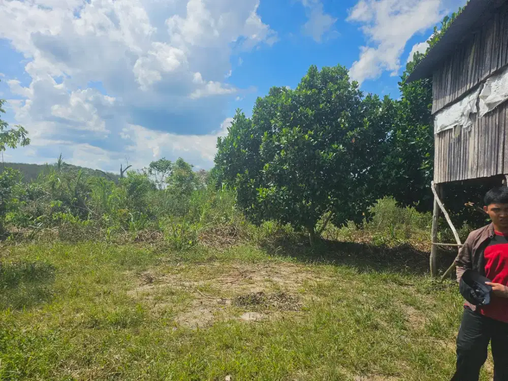 Lowongan untuk penunggu kebun dan perawat ternak