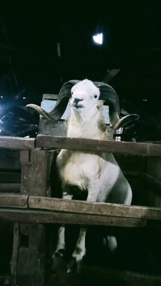 Domba aqiqah bandung