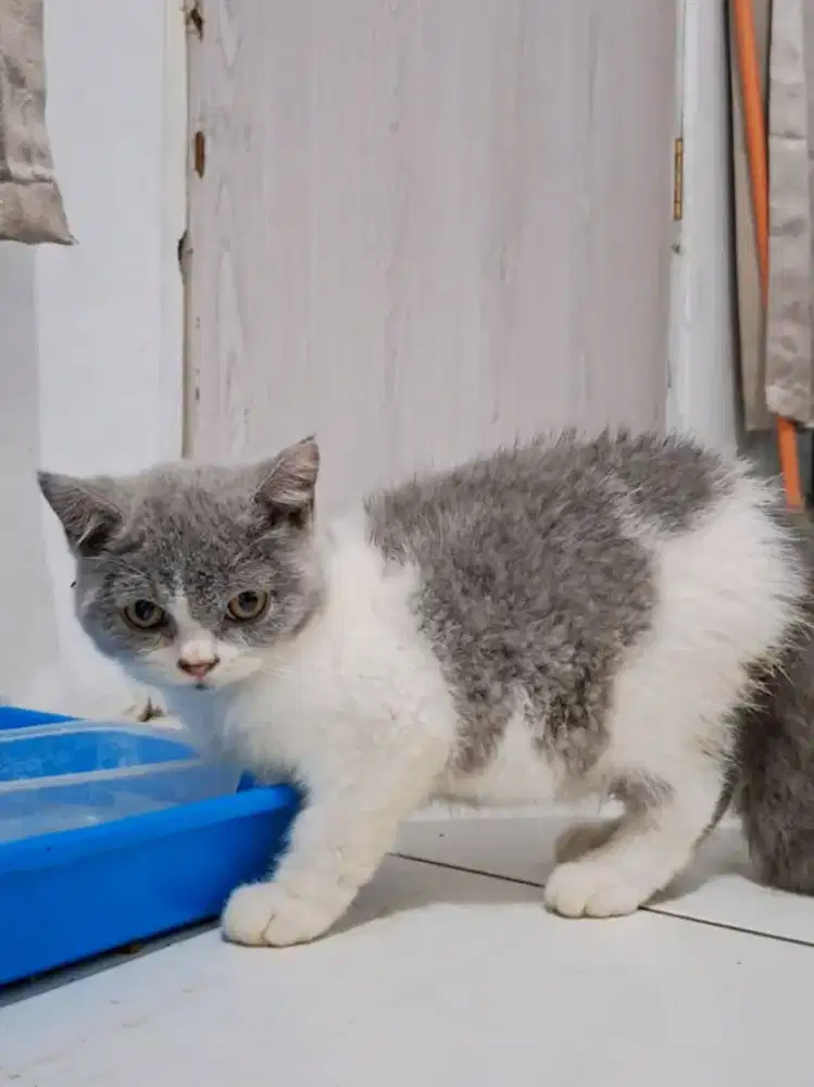 Open adopt kucing british shorthair (BSH)