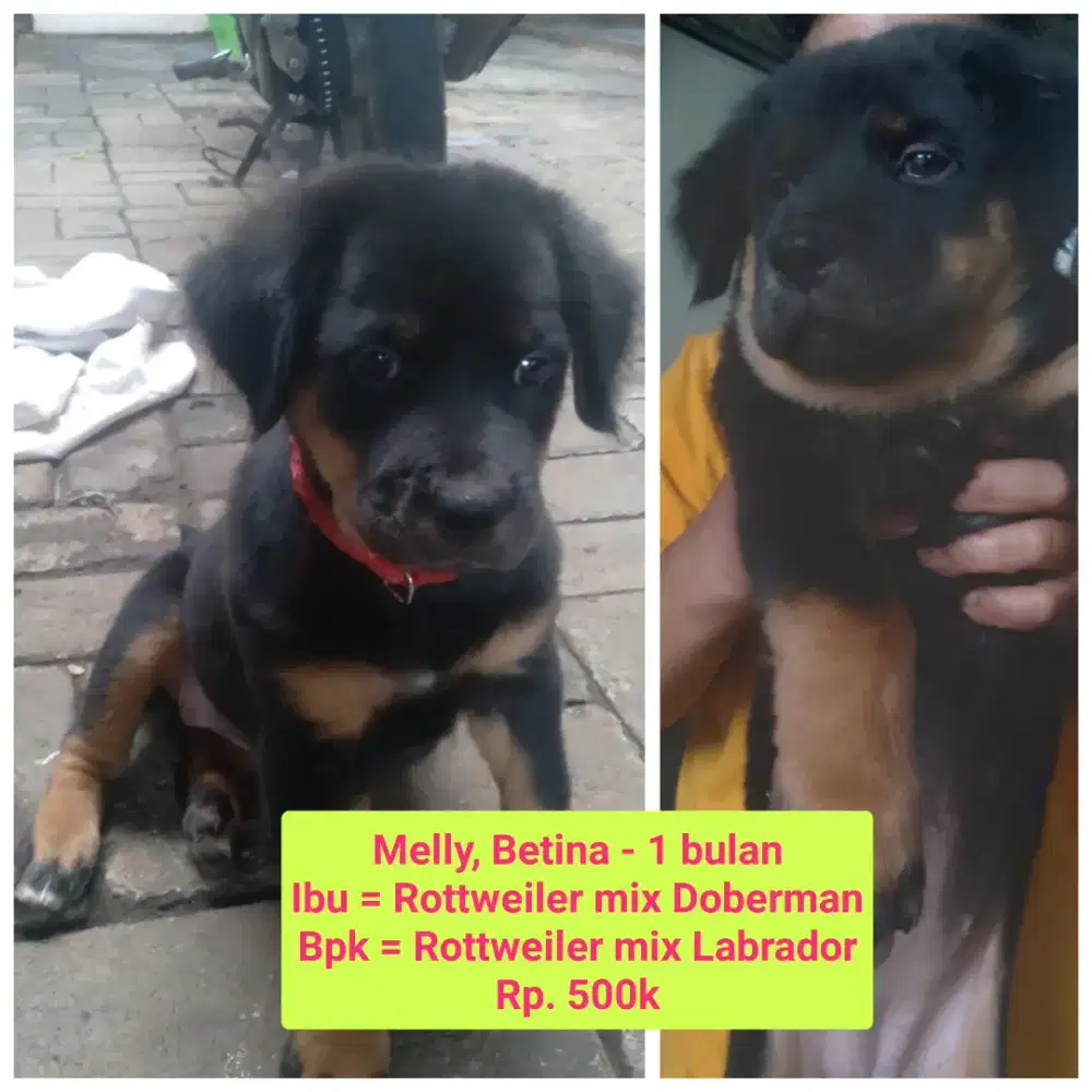 Open adopt puppies anak anjing Rottweiler x Labrador