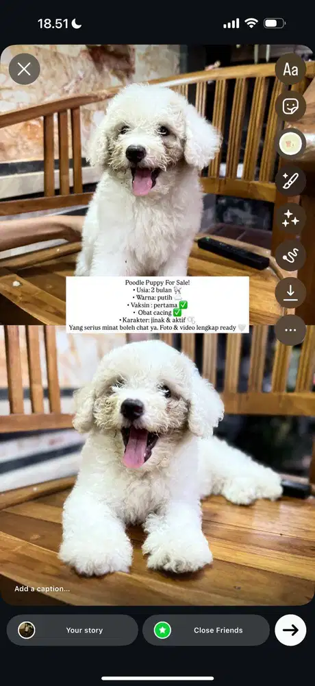 Anak anjing toy poodle