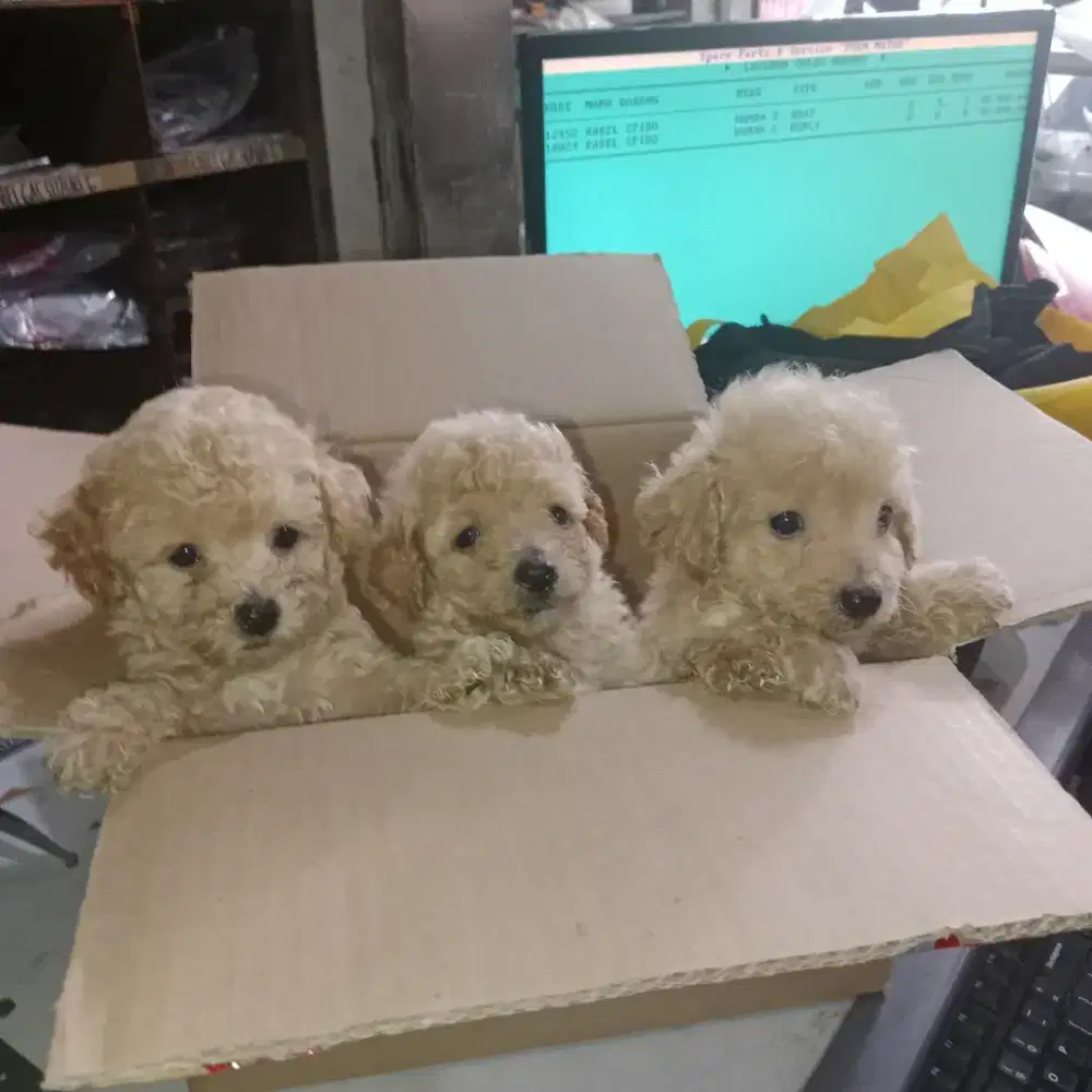 Apricot poodle betina jantan