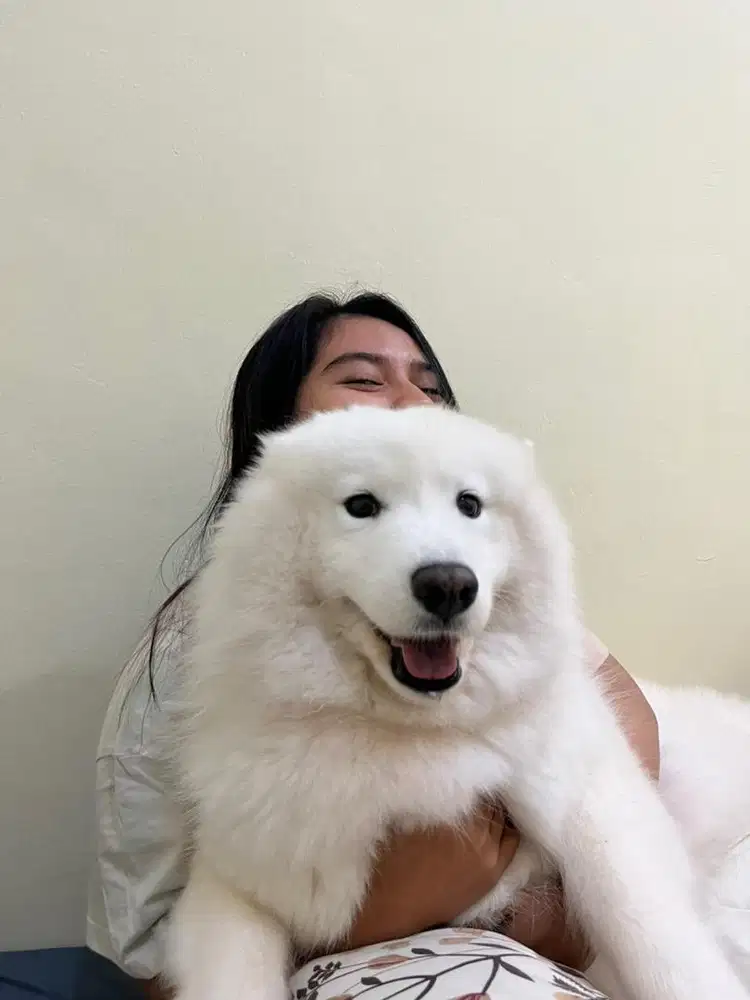 Dijual anjing samoyed