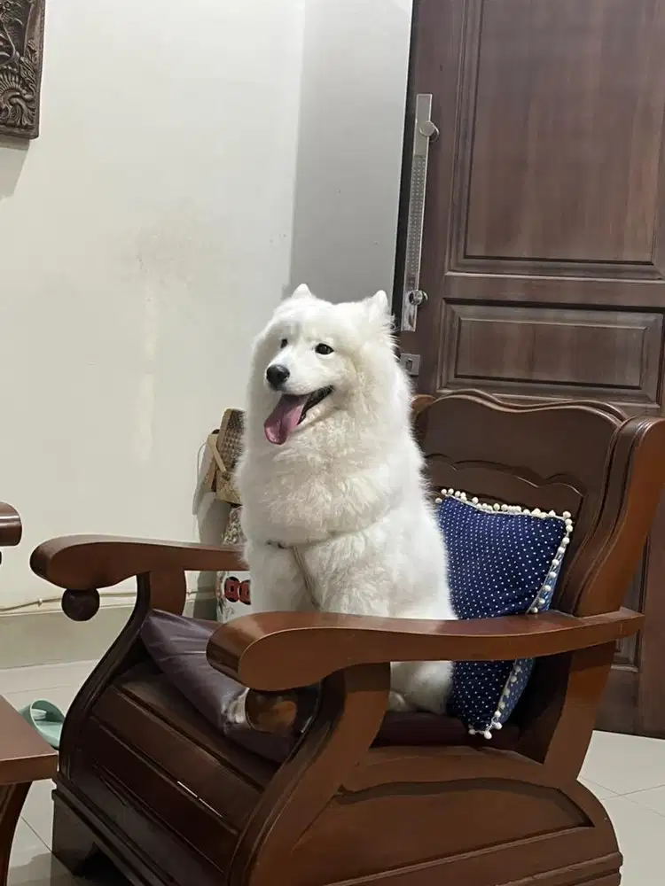 Dijual anjing samoyed