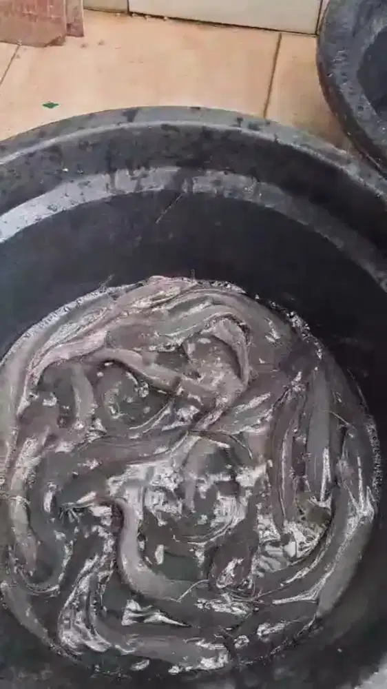 Ikan lele ternak galon