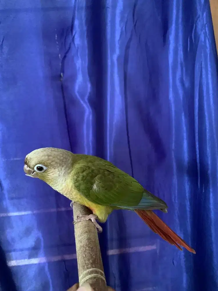 Cinamon conure siapan minus paruh