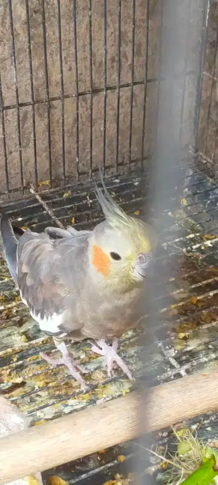 Falk / parkiit australi