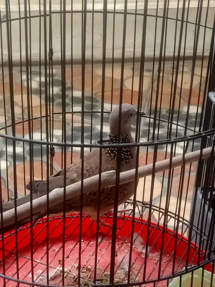 Burung Tekukur Kuk 2 free sangkar