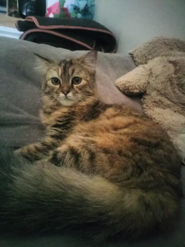 Kucing persia mix lucu - free adop