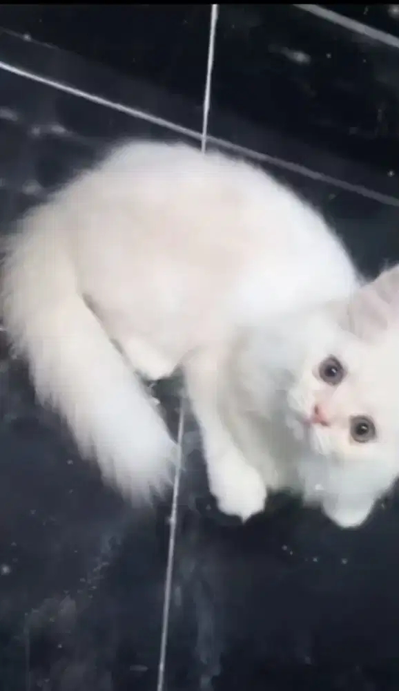 Kitten persia medium