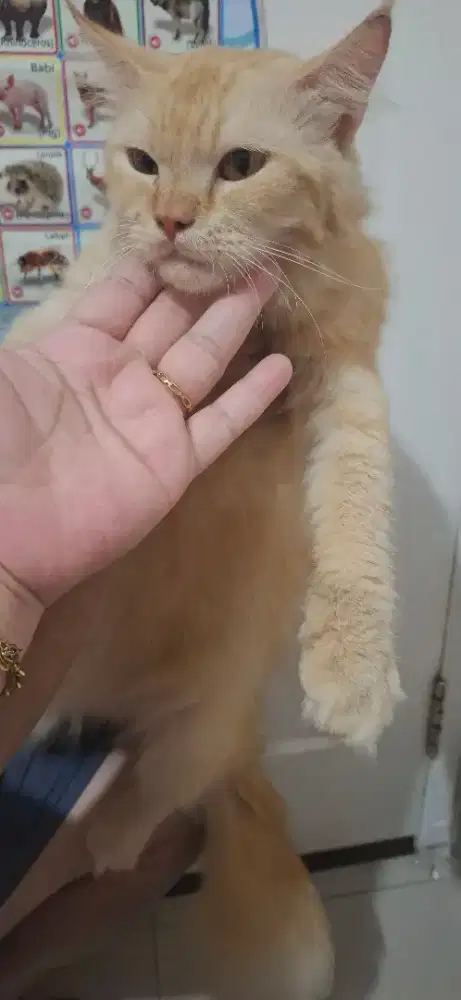 Lepas Adopsi Kucing Jantan Oyen