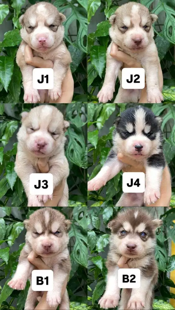 Anak anjing Siberian Husky