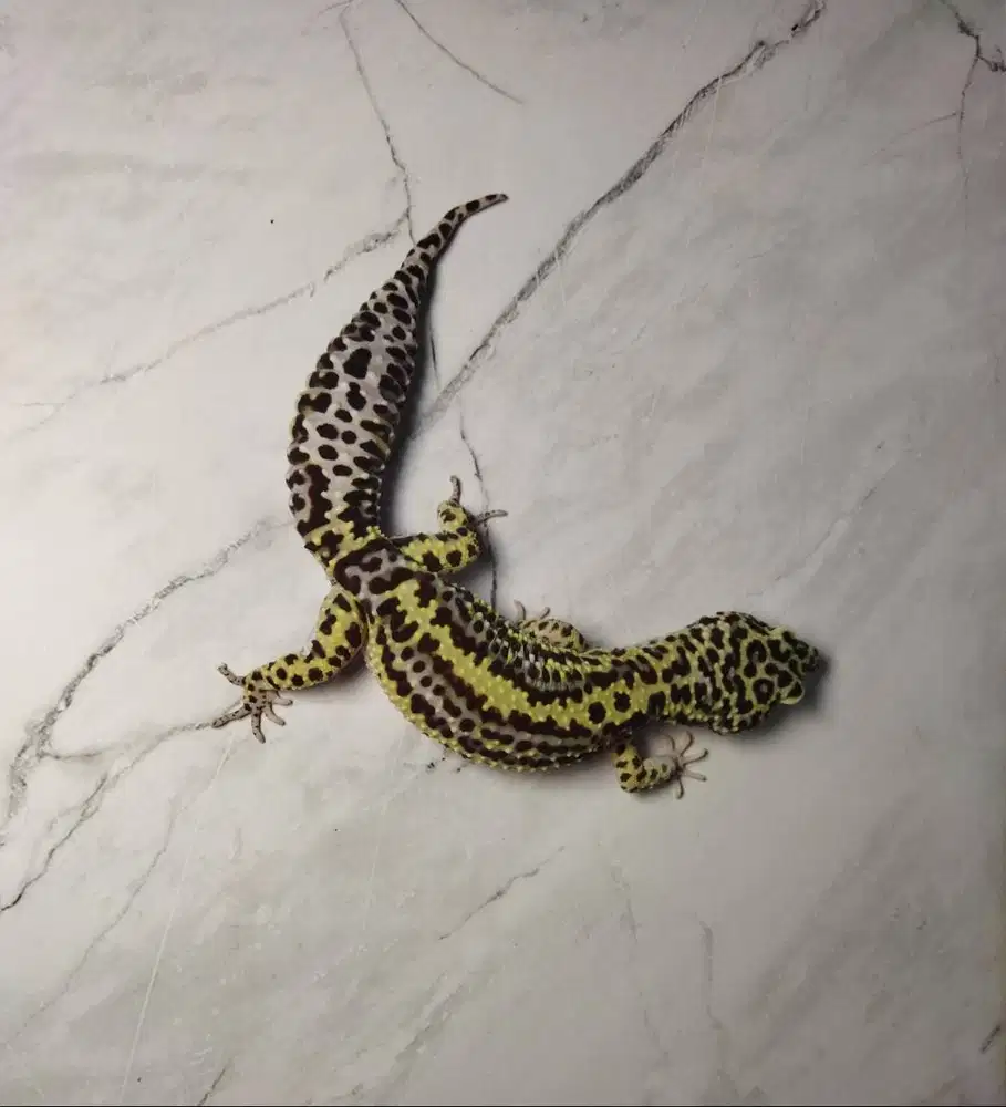 Leopard Gecko MS Bold Stripe het Tremper