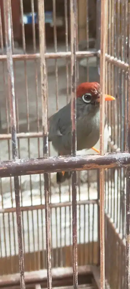 Poksai mandarin