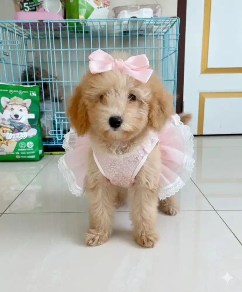 Poodle apricot asli
