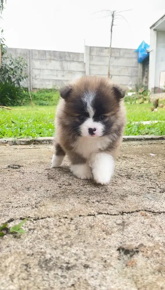 Minipom Party Sable gembul