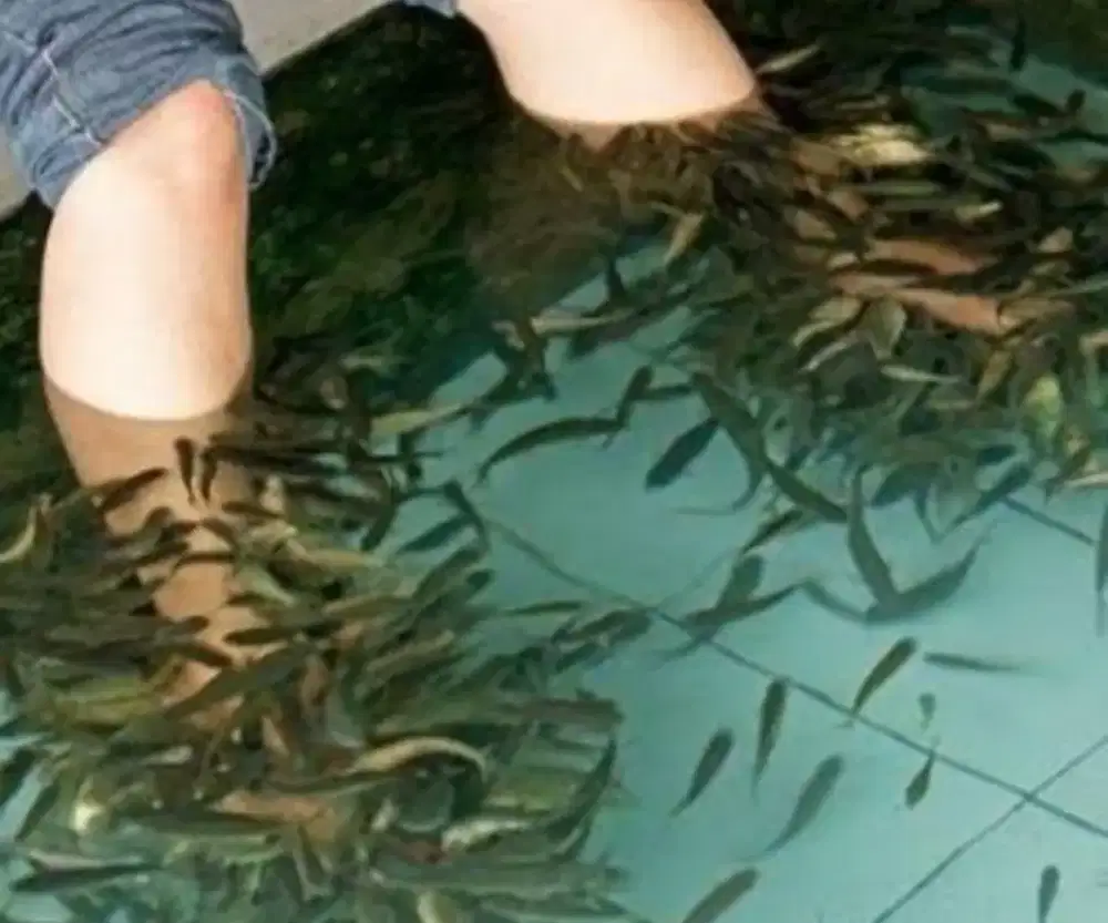 Ikan terapi nilem hitam dan lemon