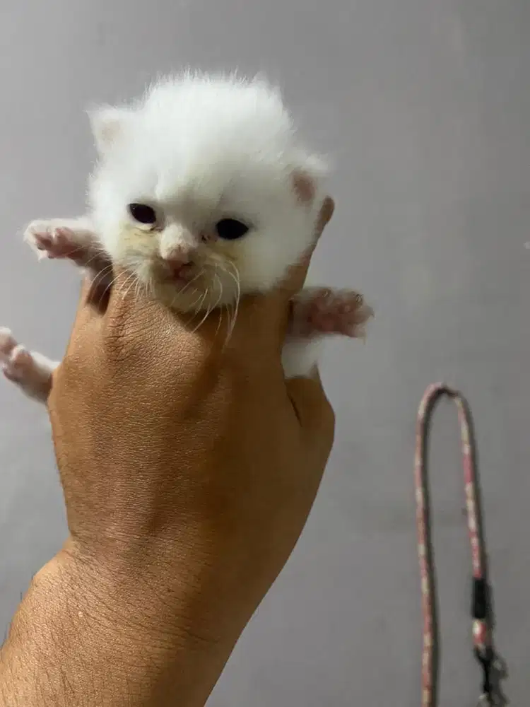 Kucing persia persia