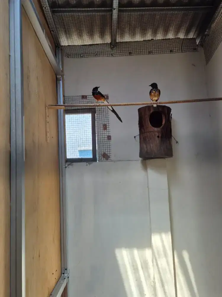 muray batu Bahorok sepasang