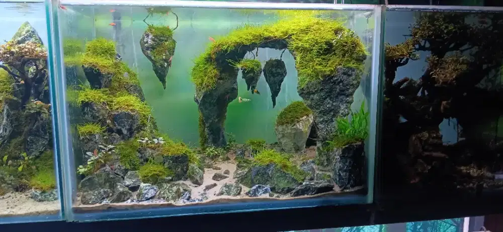 Aquarium aquascape tema avatar