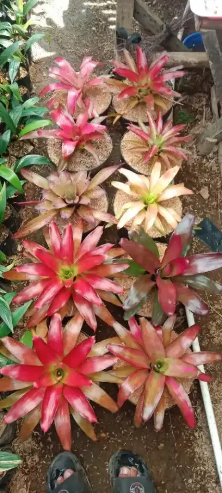 tanaman bromolia import & lokal