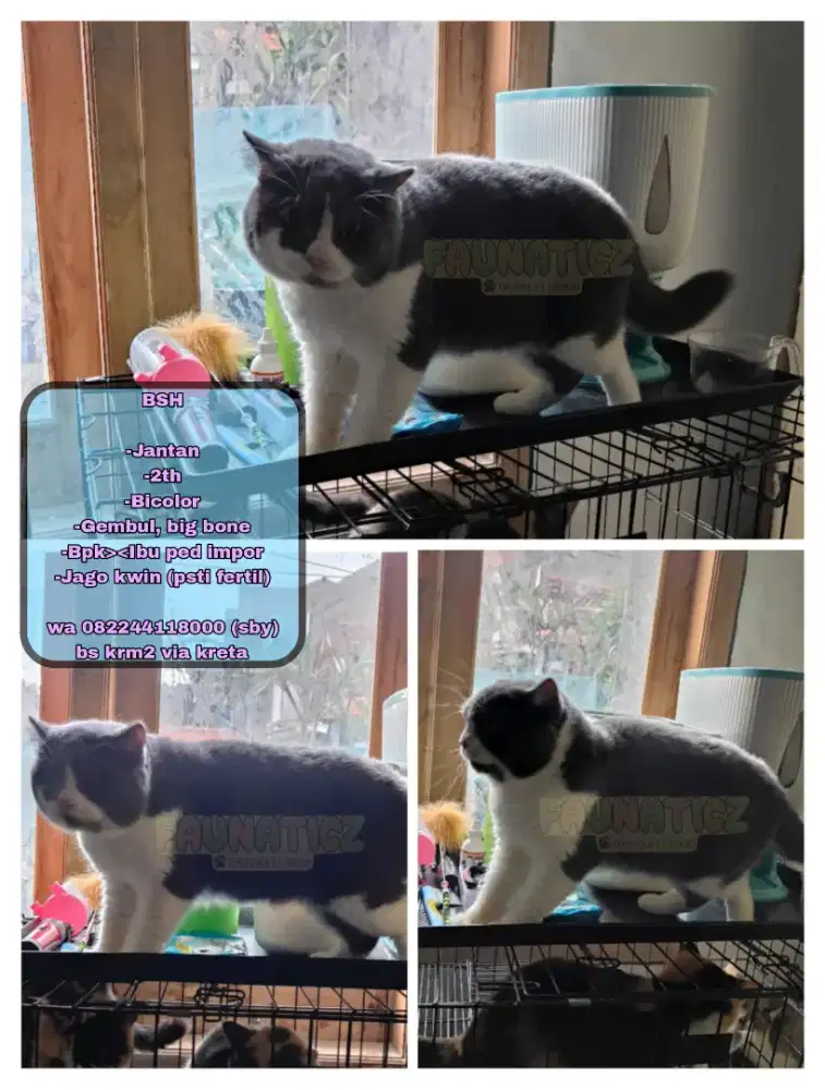 Kucing BSH (bicolor)