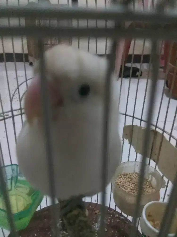 Burung Love Bird/ Lakbet Warna Putih Polos Jantan