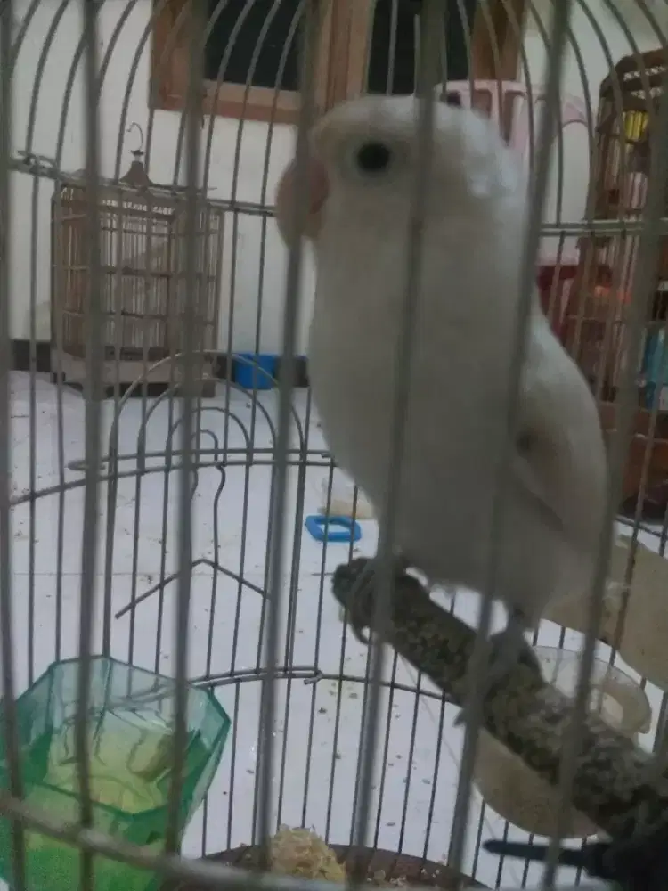 Burung Love Bird Warna Albino/ Putih Polos Jantan