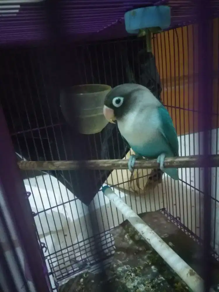 Burung Love Bird/ Lakbet, Jantan