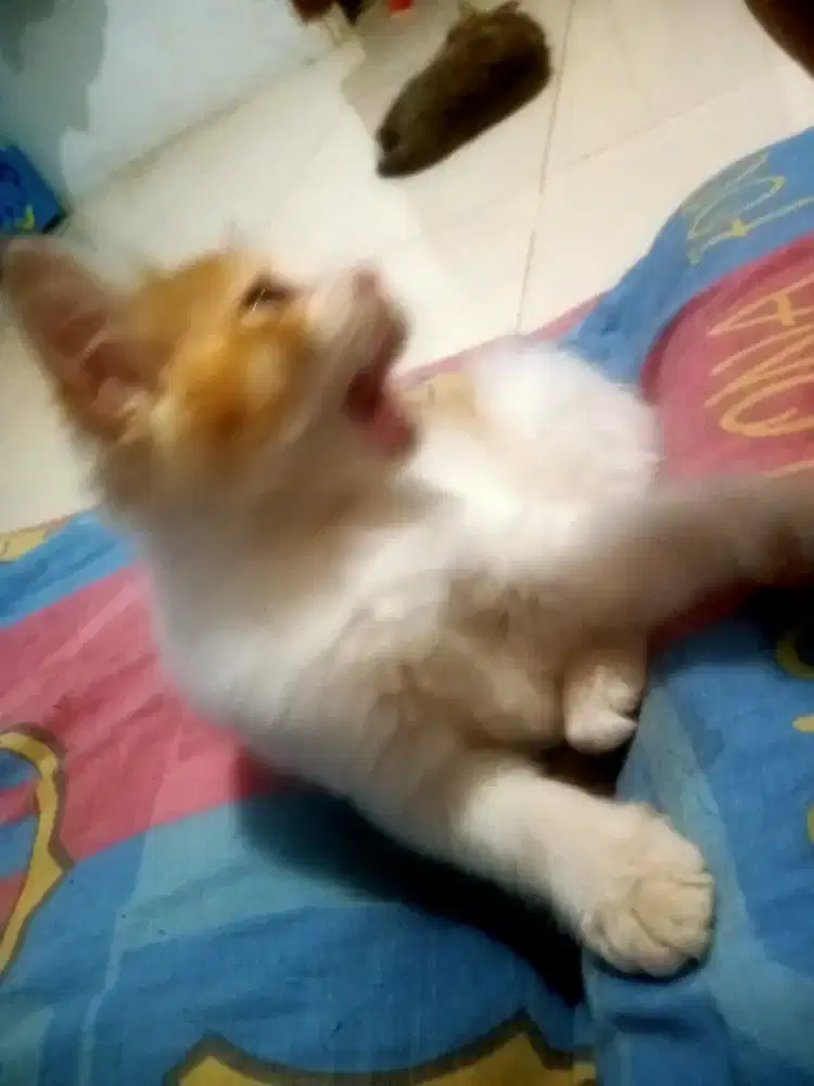 Anak kucing Persia Himalaya Mix Betina