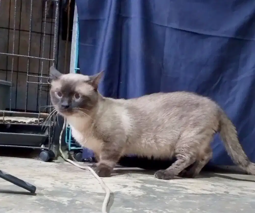 Kawin pacak kucing Munchkin Himalaya