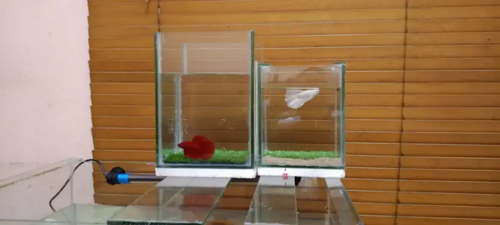 Soliter dan cupang hias