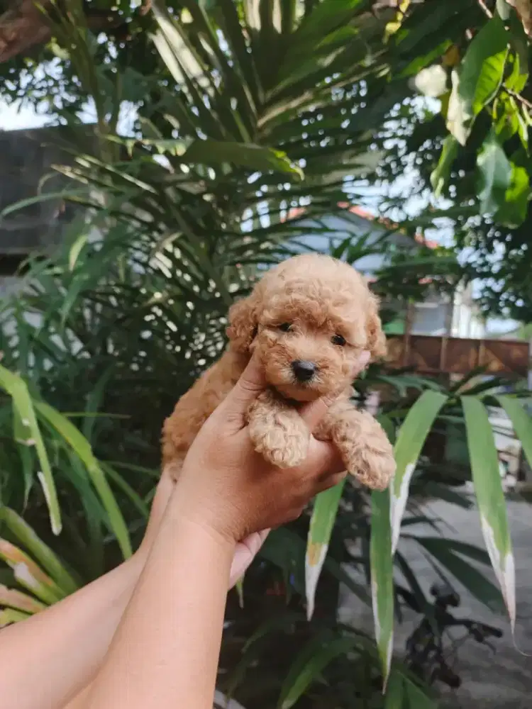Ready poodle jantan