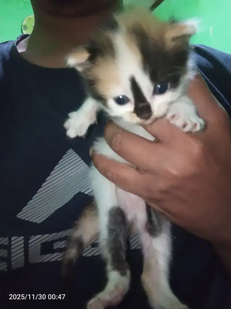 Kitten Persia medium