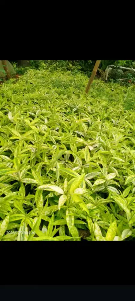 Tanaman Dracaena Golden