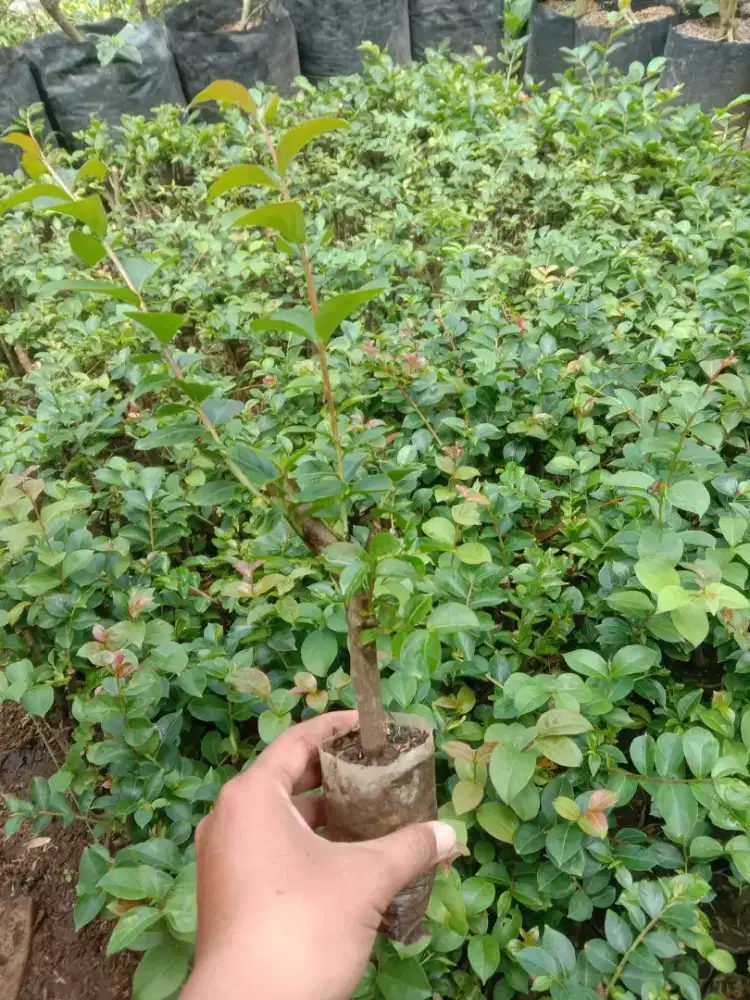 Tanaman Bungur Sakura Hijau