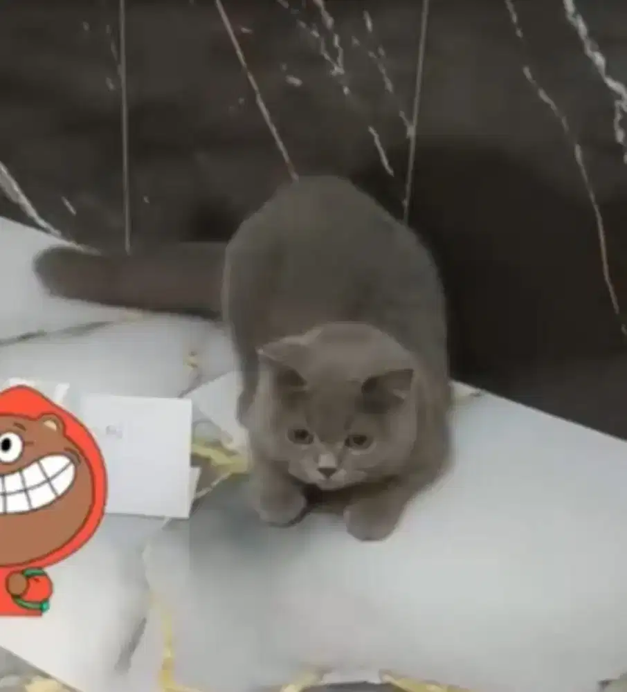 British Short Hair BSH Blue Solid Betina PED WCF