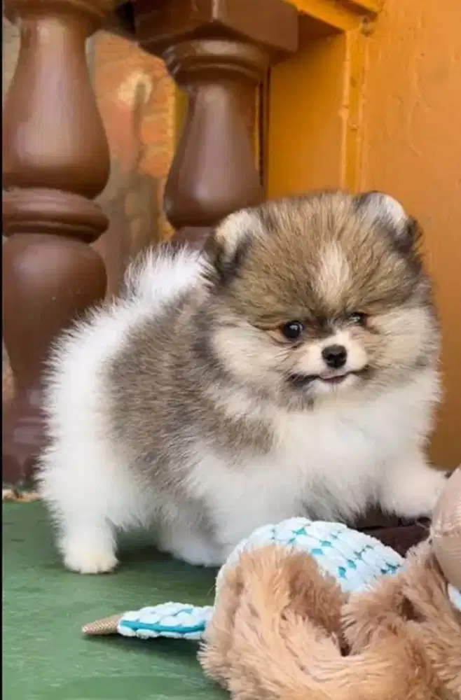 DIJUAL PUPPY ANJING MINIPOM